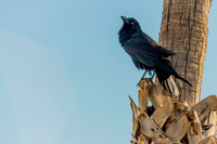 Commercial photography of Catalina Island