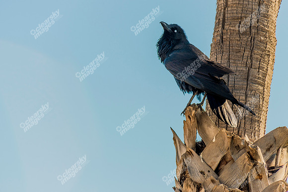 Commercial photography of Catalina Island