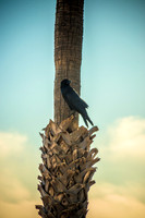 Commercial photography of Catalina Island