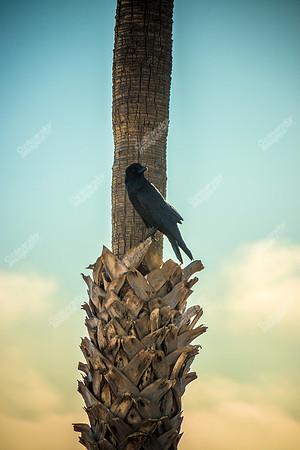 Commercial photography of Catalina Island