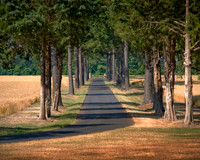 grimesland-plantation-000