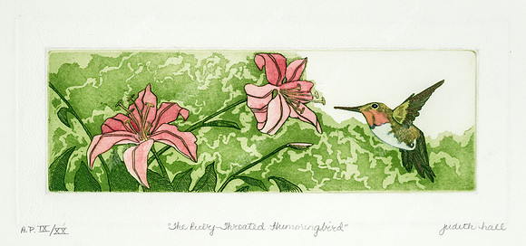roufus-hummingbird-ix150