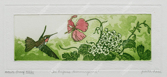 roufus-hummingbird-xix039