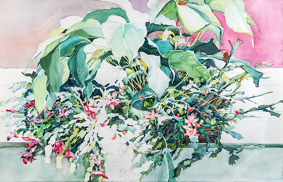 christmas-cactus-3229