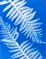 botanical-echoes-ii-4186
