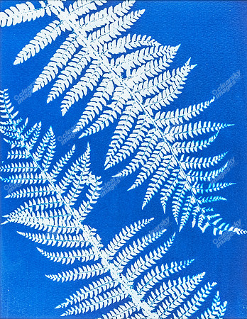 botanical-echoes-ii-4186
