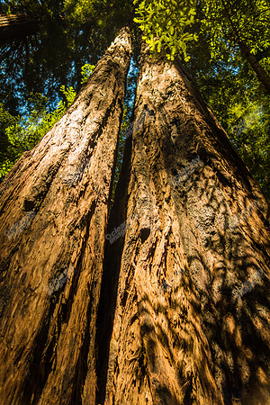 muir-woods-redwood-forest-0635