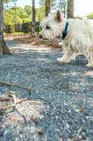 carolina-orchards-dogpark-ext-9105