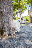 carolina-orchards-dogpark-ext-9111
