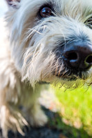 carolina-orchards-dogpark-ext-9099