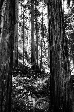 muir-woods-redwood-forest-0630