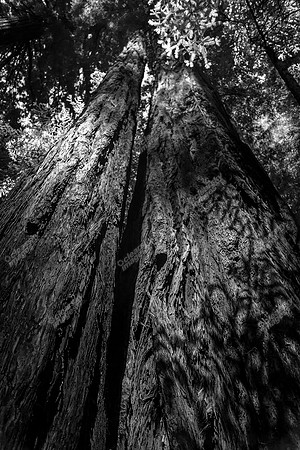 muir-woods-redwood-forest-0635bw
