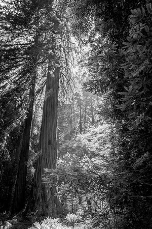 muir-woods-redwood-forest-0648