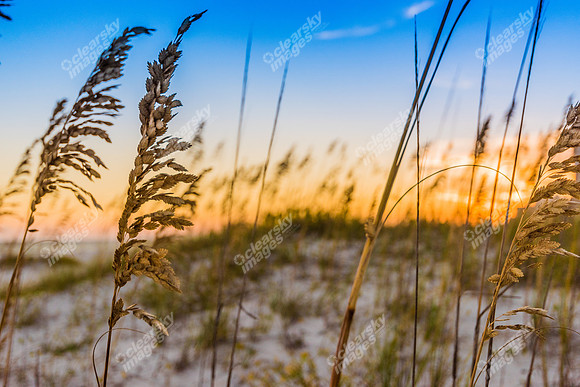 orange-beach-grass-987