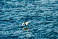 chesapeake-bay-613