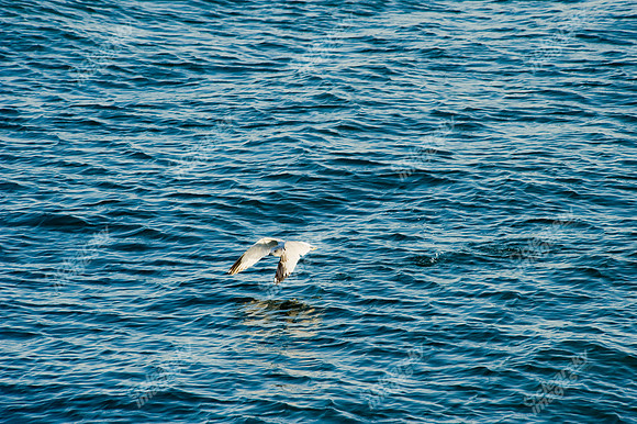 chesapeake-bay-613