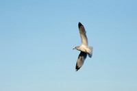 chesapeake-bay-668