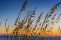 orange-beach-grass-993