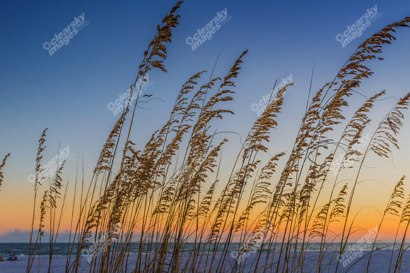 orange-beach-grass-993