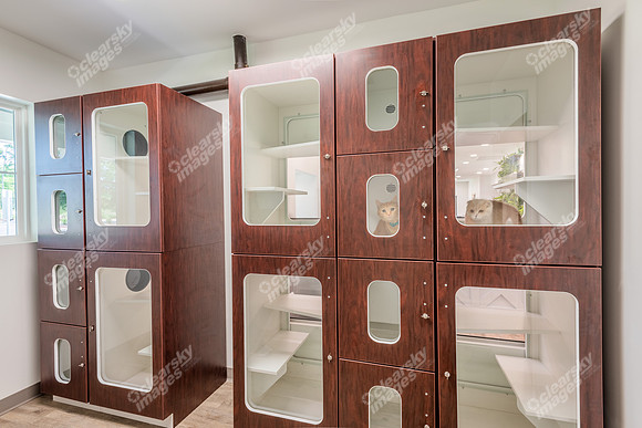 CarolinaPetsAnimalHospital_Feline_Animal_Housing346