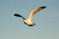chesapeake-bay-678
