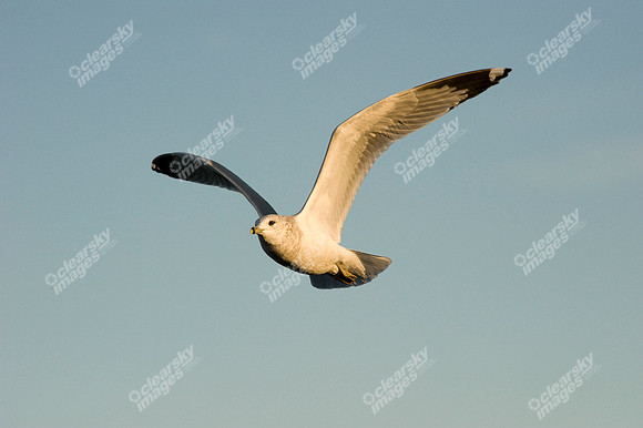 chesapeake-bay-678