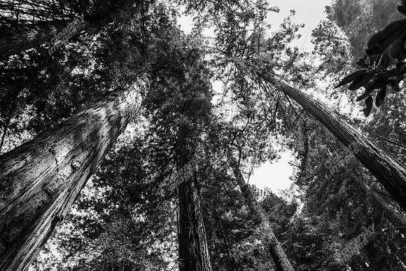 muir-woods-redwood-forest-0636