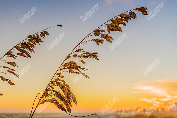orange-beach-grass-999